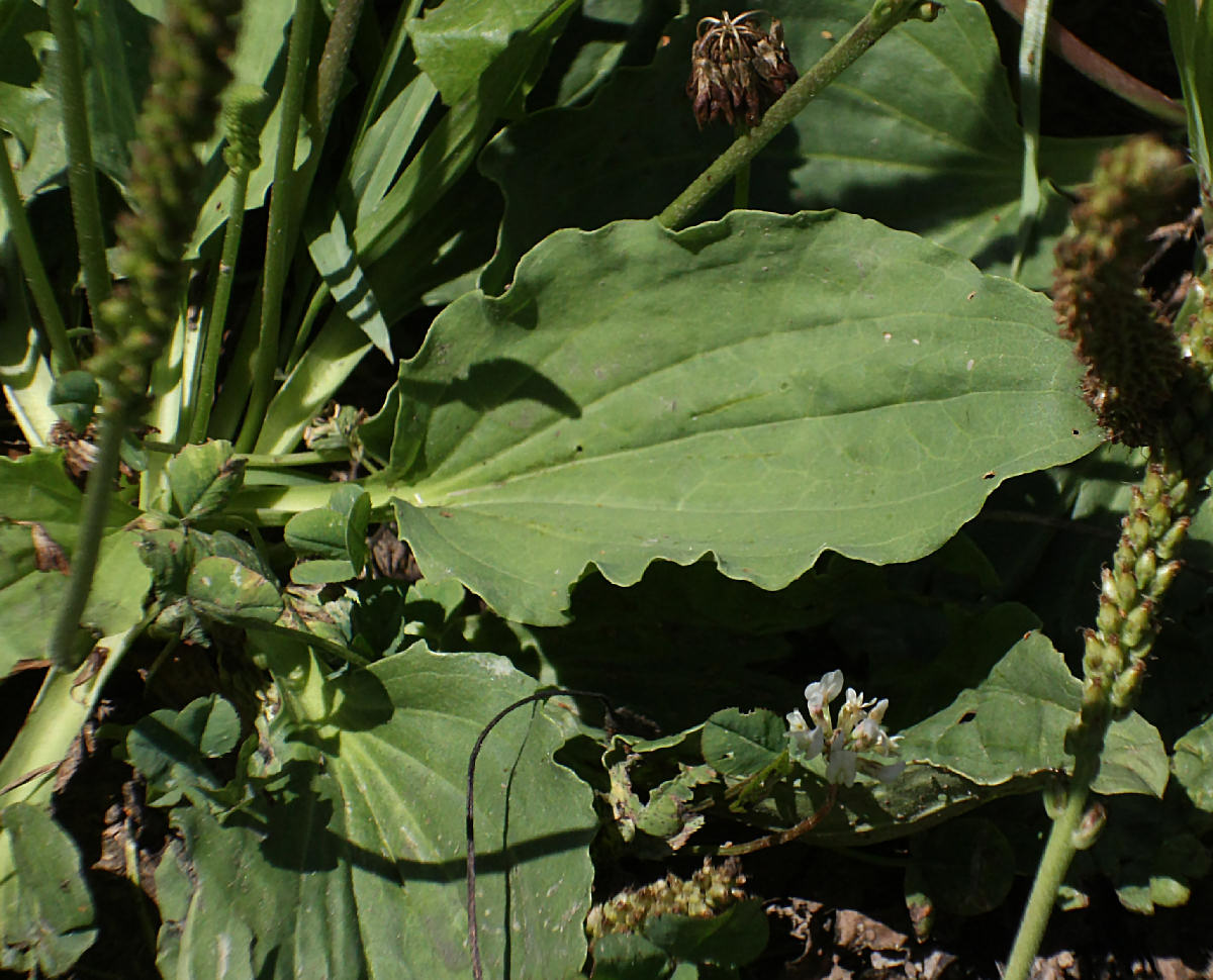 Plantago major / Piantaggine maggiore